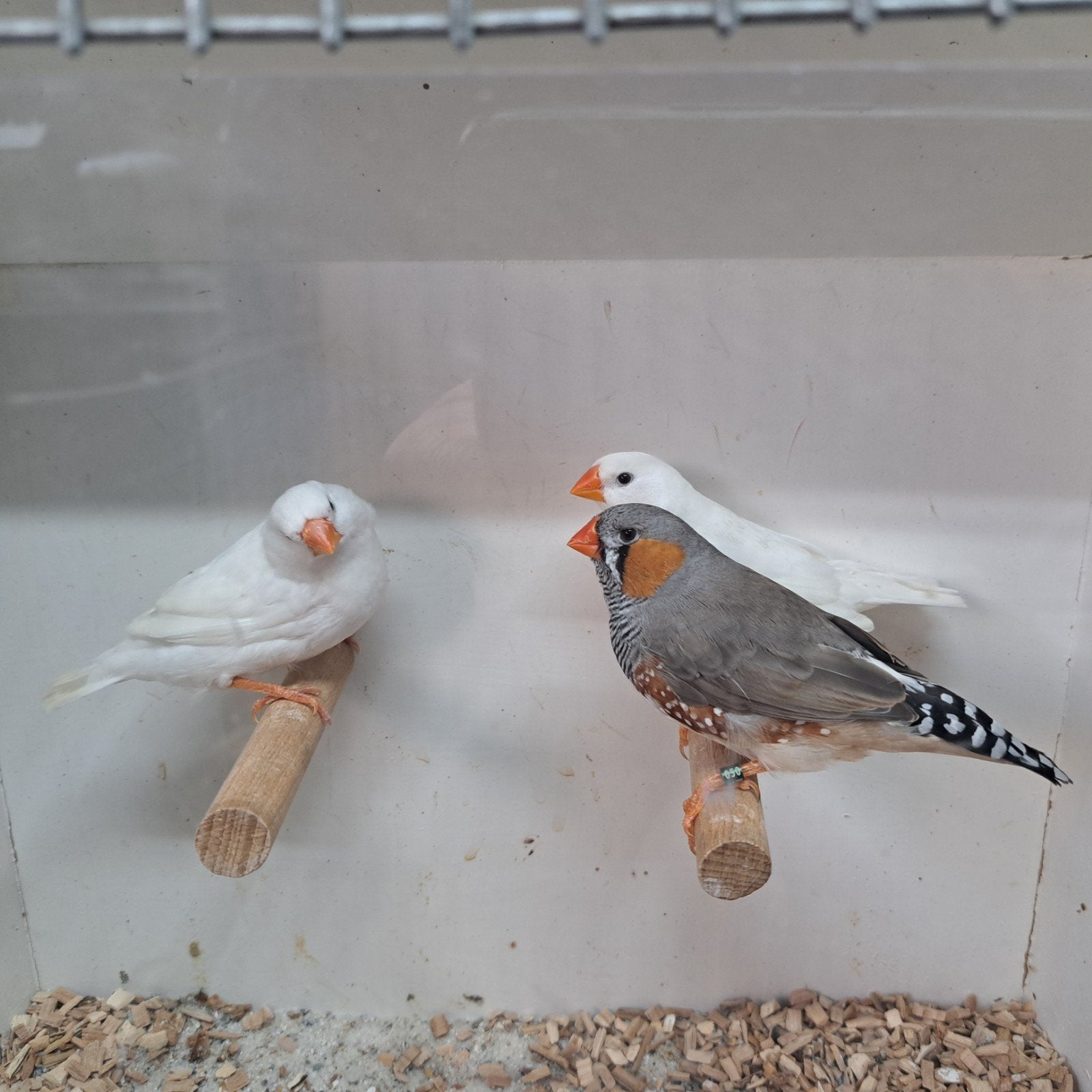 TE KOOP ZEBRAVINKEN  TEAB, Dieren en Toebehoren, Meerdere dieren