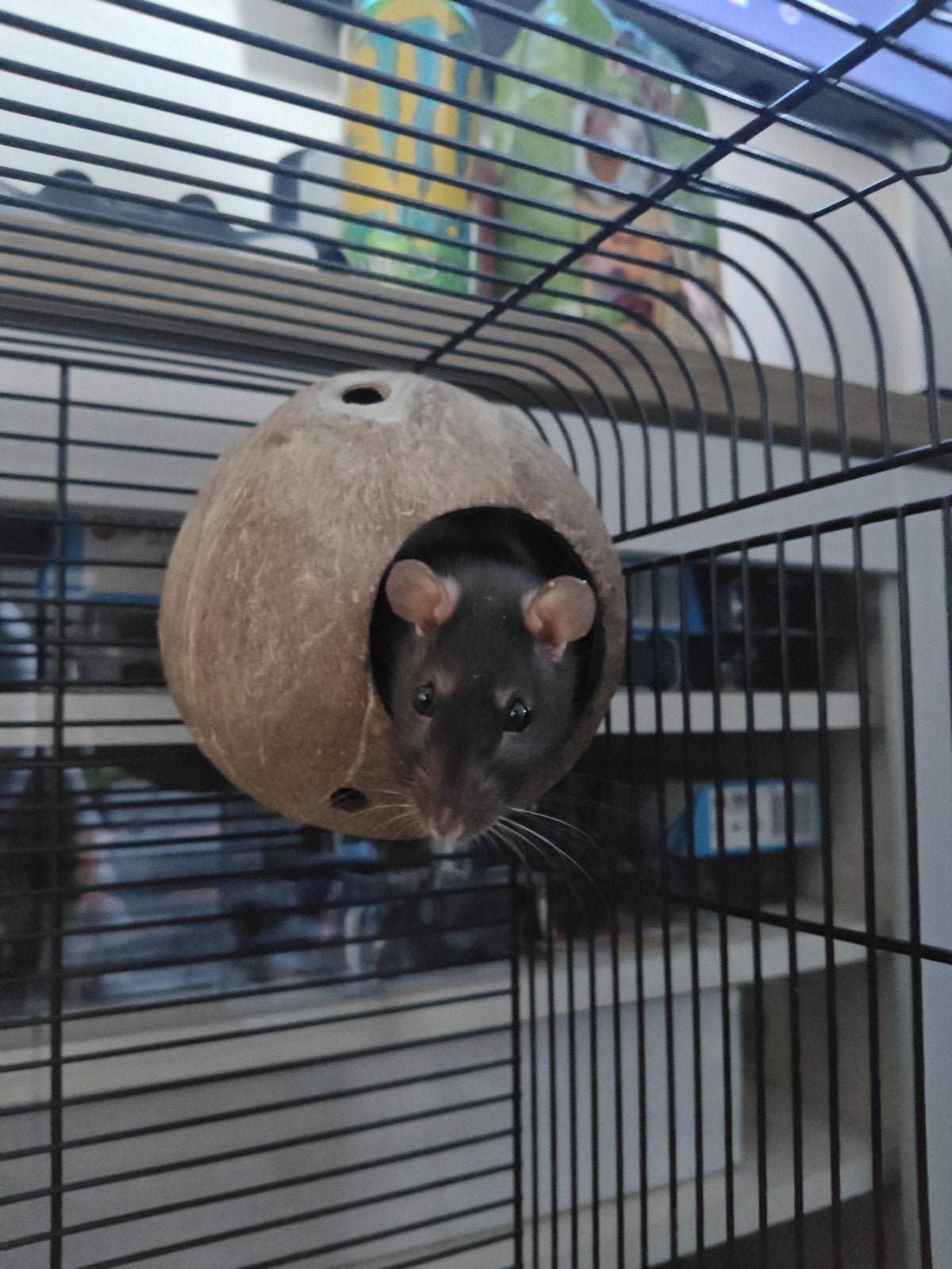 2 vrouwtjes ratten met kooi, Ophalen, Zo goed als nieuw
