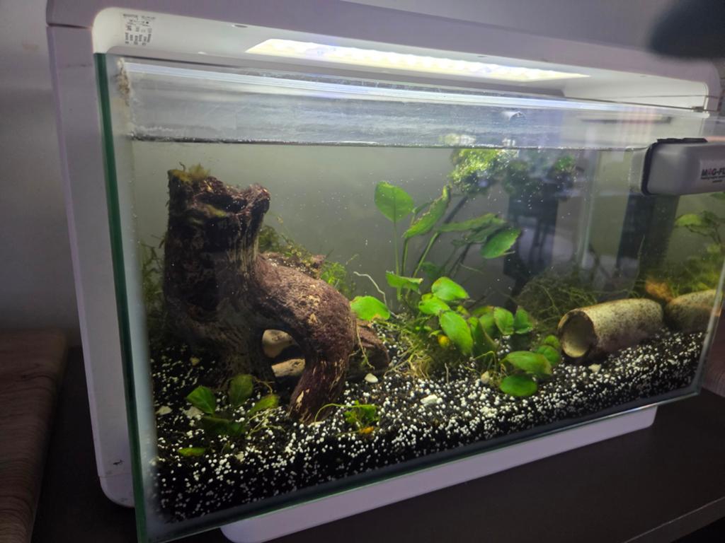 Aquarium merk SuperFish Home 25l met planten, Ophalen, Superfish, Grind, Zand of Voedingsbodem, Inclusief planten