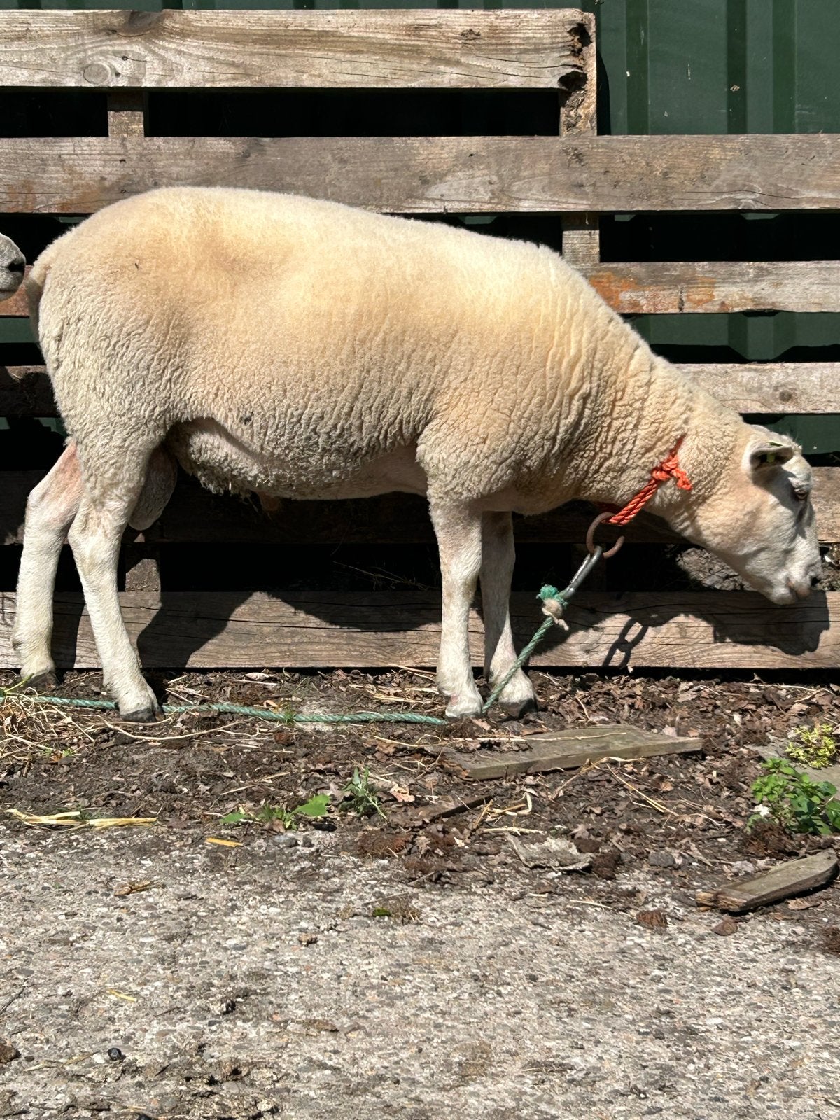 Dekram noord-hollander, Dieren en Toebehoren, Mannelijk, Schaap, 0 tot 2 jaar