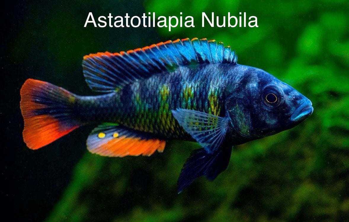 Astatotilapia Nubila ( victoria Cichlide ), Dieren en Toebehoren, Vis