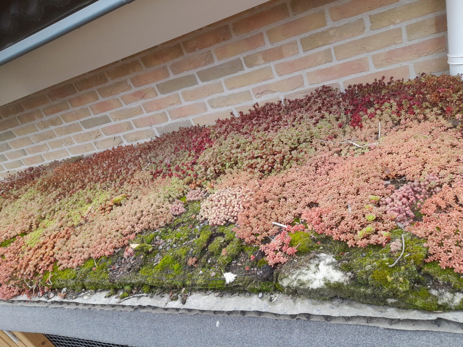 Lichtgewicht Sedumdak voor op het dak (80x200 cm), Tuin en Terras, Ophalen, Bodembedekkers, Volle zon, Vaste plant