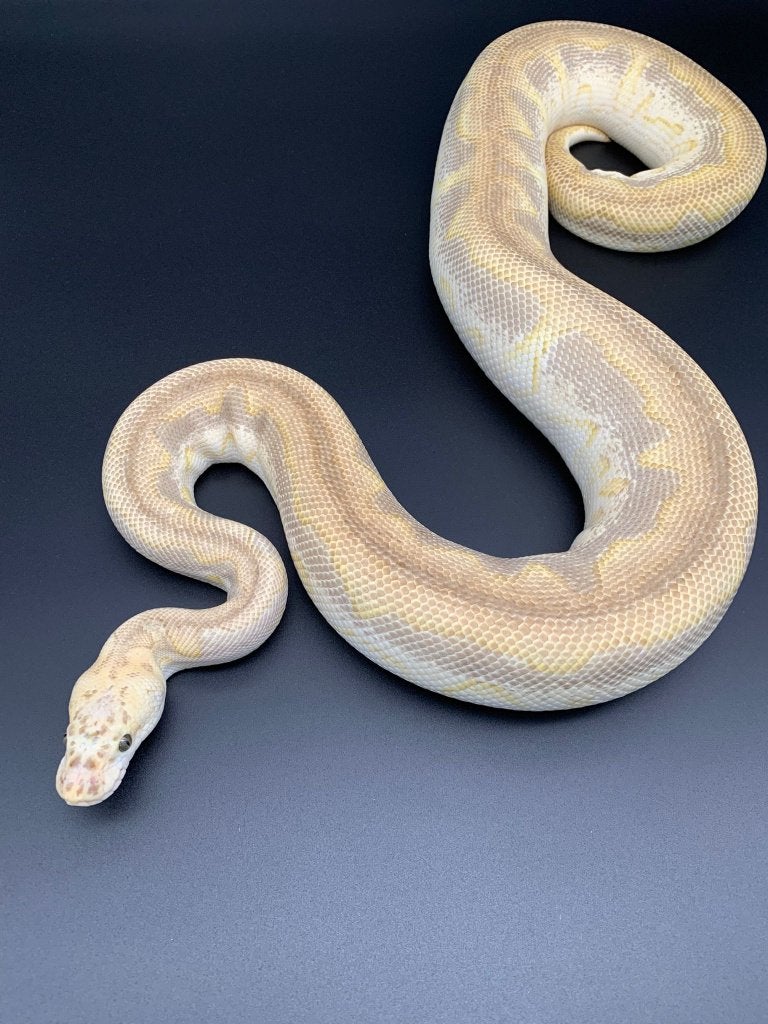 0.1 pastel lesser clown python regius volwassen, Dieren en Toebehoren, Slang, Tam, 7 tot 10 jaar