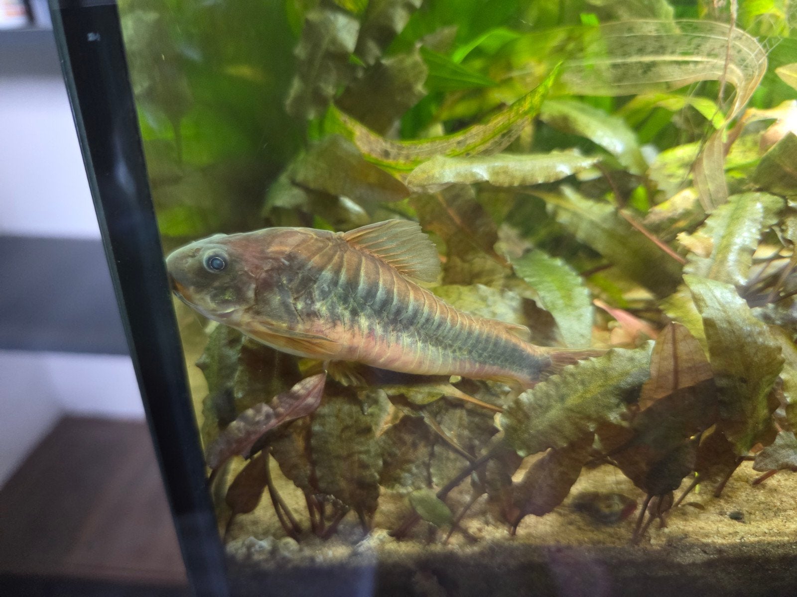 Corydoras aeneus, Vis, Zoetwatervis, Schoolvis
