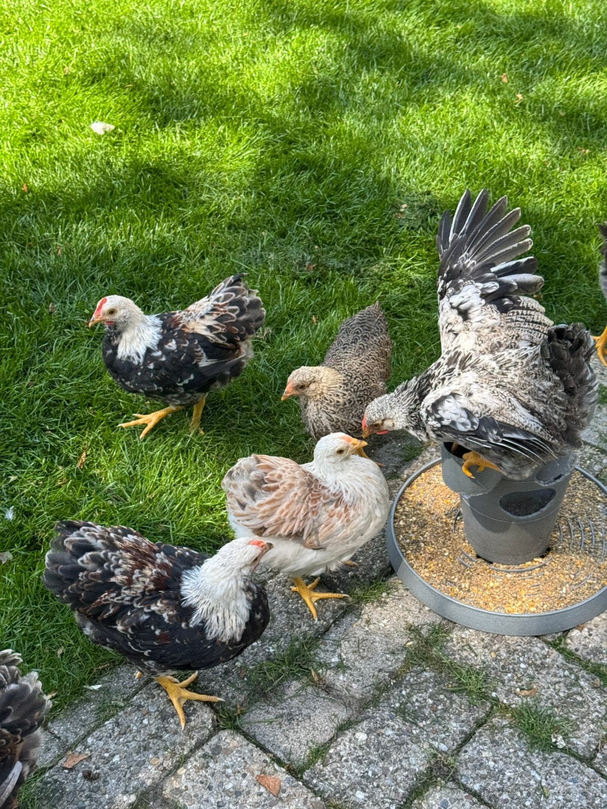 Wyandotte kriel haantjes, Dieren en Toebehoren, Mannelijk, Kip