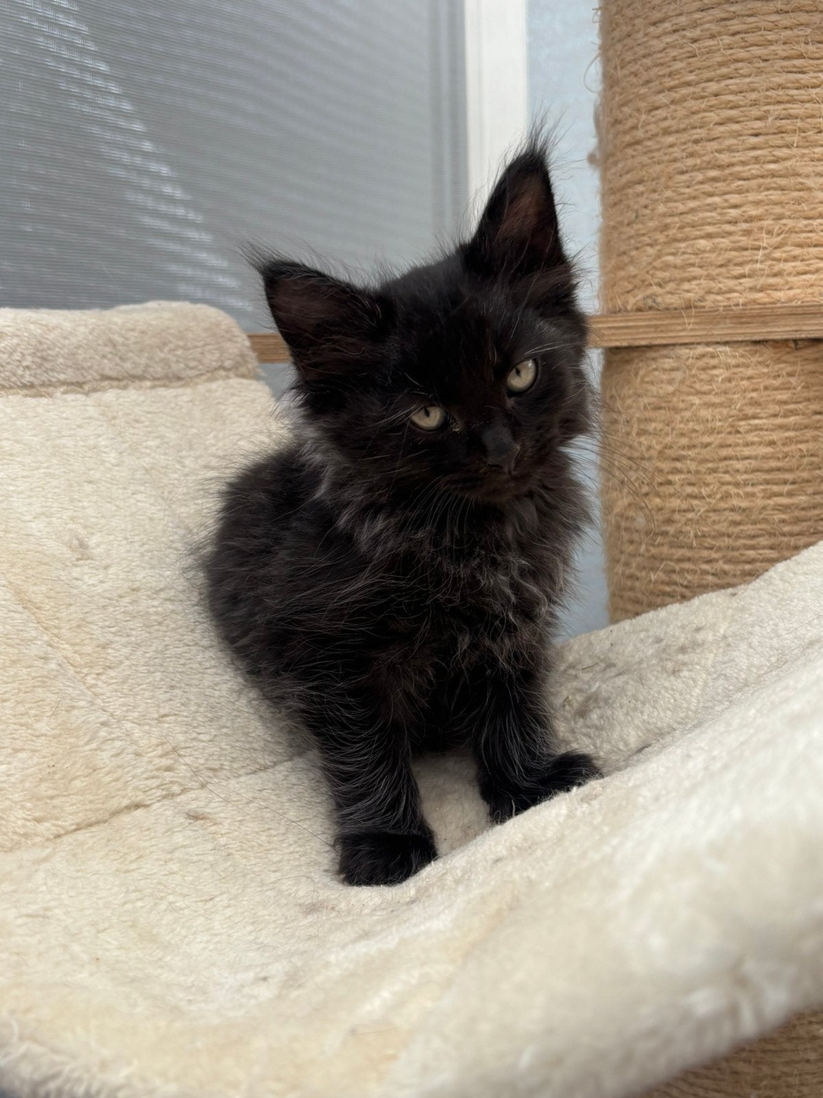 Maine coon kittens, Meerdere dieren, Gechipt, 0 tot 2 jaar
