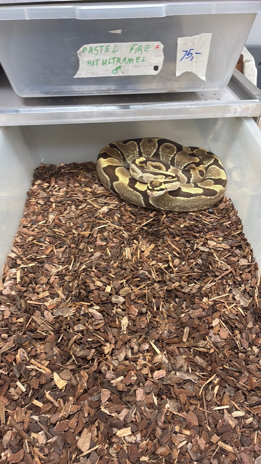 Ball python regius Ball Python photo 3
