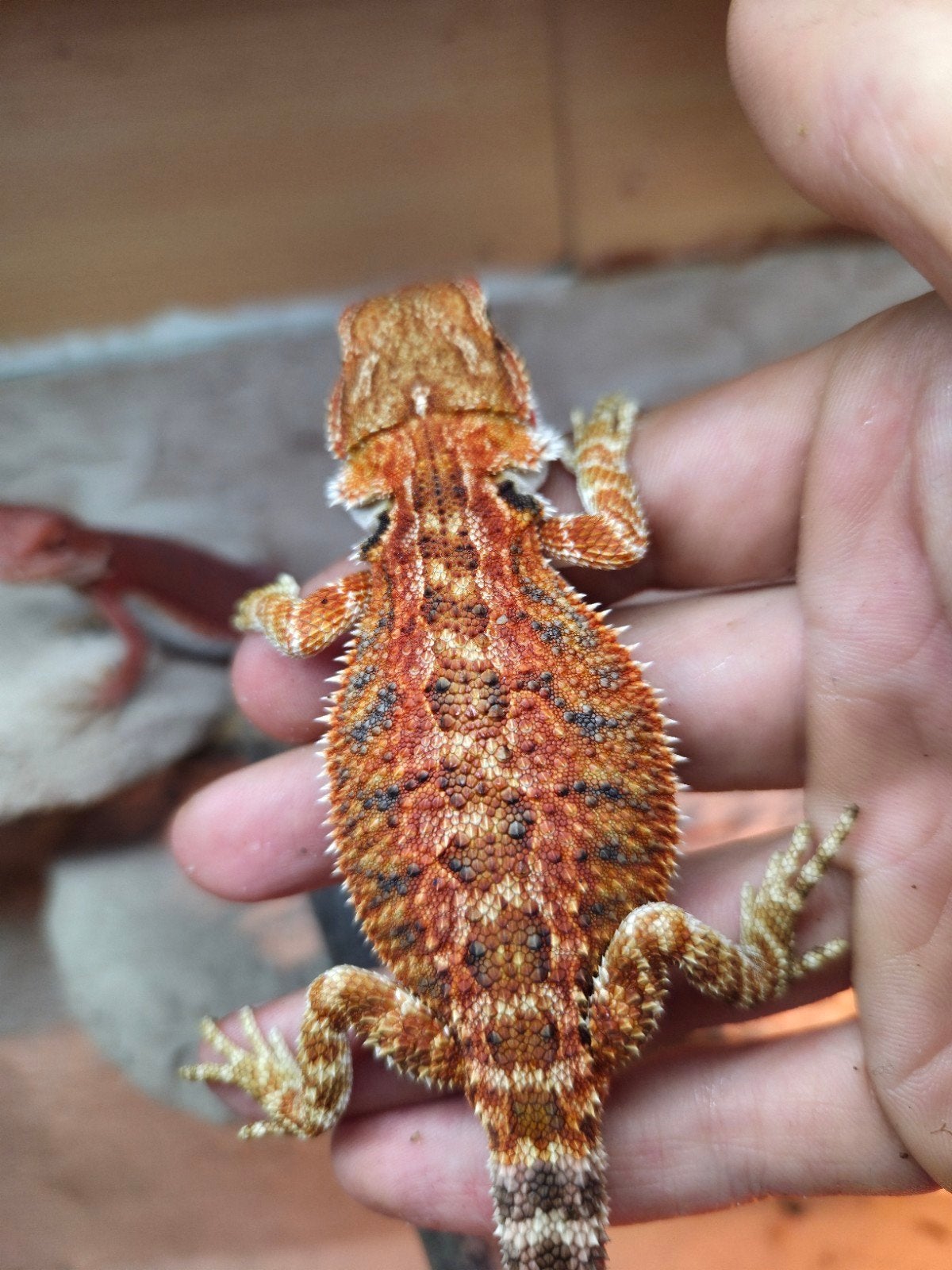 spanish red tiger line vrouwtje  baardagaam  aangeboden, Dieren en Toebehoren, Reptielen en Amfibieën, Hagedis, Tam, 0 tot 2 jaar