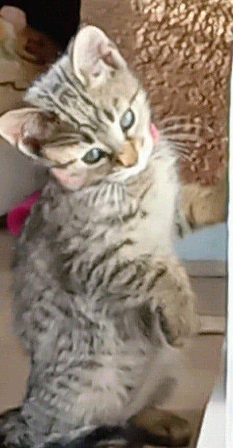 Mooie  kittens  Britsekorthaar/Bengaal €150, Meerdere dieren, Ontwormd, 0 tot 2 jaar