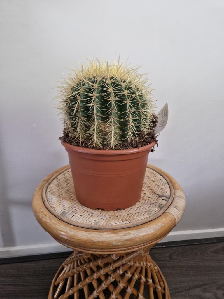 Echinocactus, Huis en Inrichting, Kamerplanten, Ophalen of Verzenden, Halfschaduw, Minder dan 100 cm