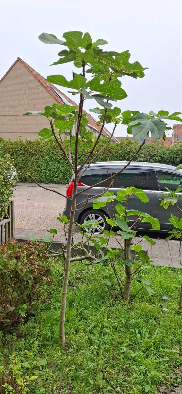 Jonge Vijgenboom - Perfect voor uw tuin!, Ophalen, Lente, Volle zon, Vijgenboom