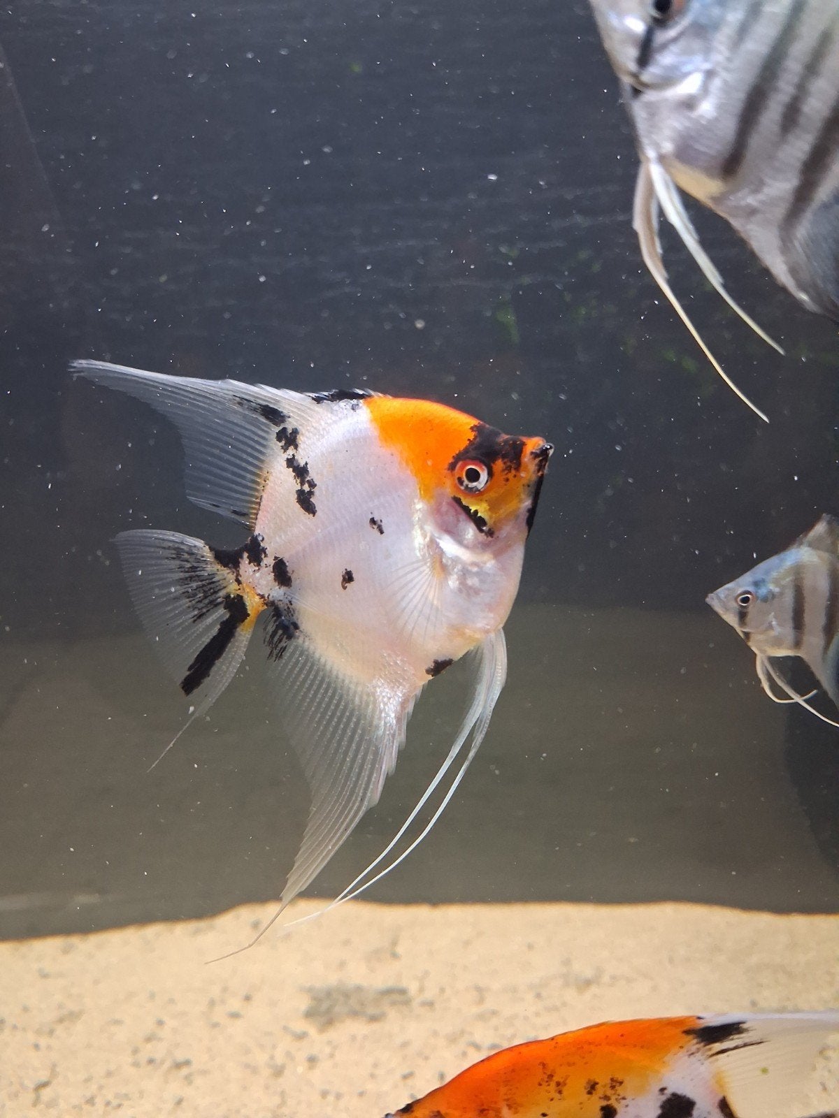 Maanvissen 8 grote 6 iets kleinere., Dieren en Toebehoren, Vis