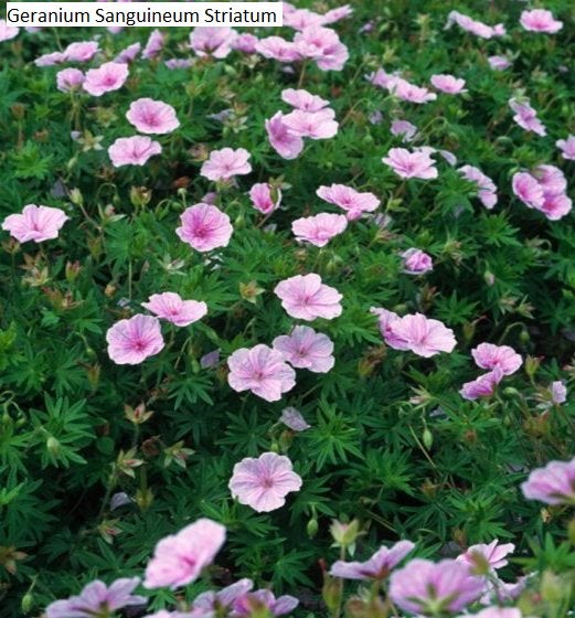 tuinplanten, Volle zon, Vaste plant, Zomer, Ophalen