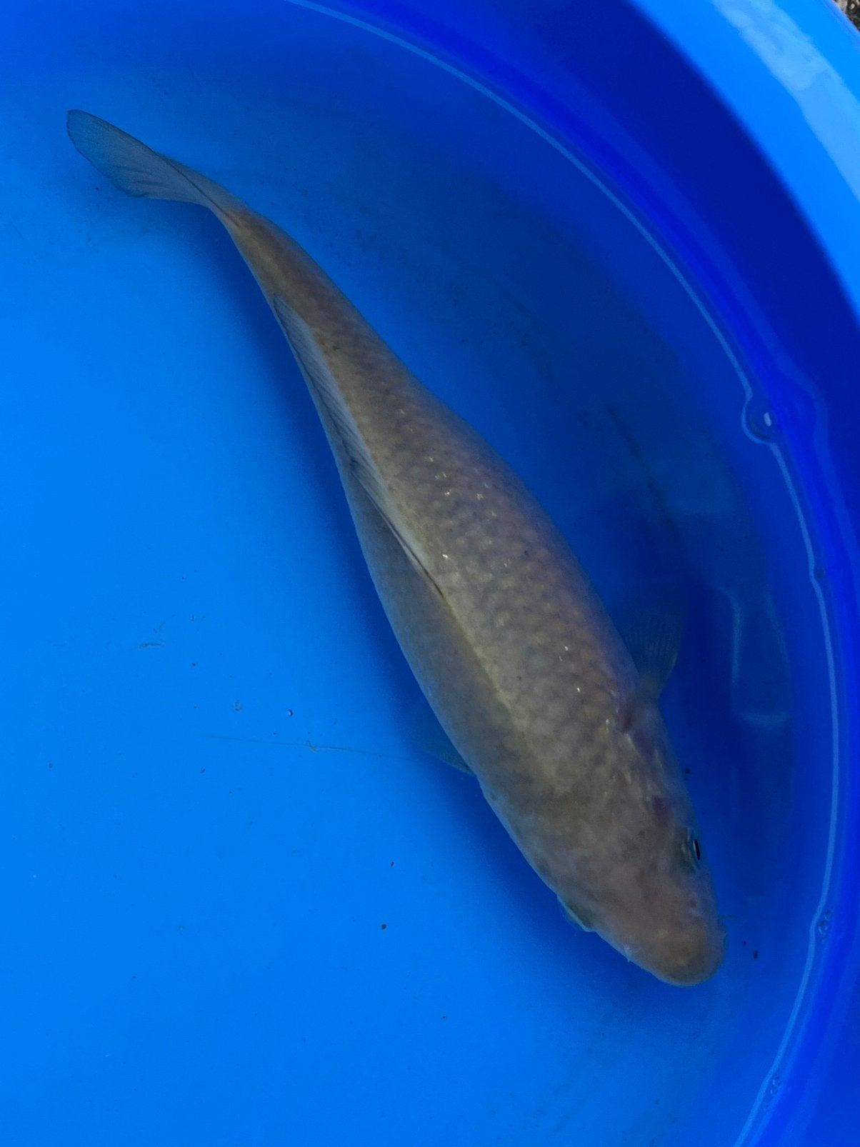 Chagoi, Karper of Koi