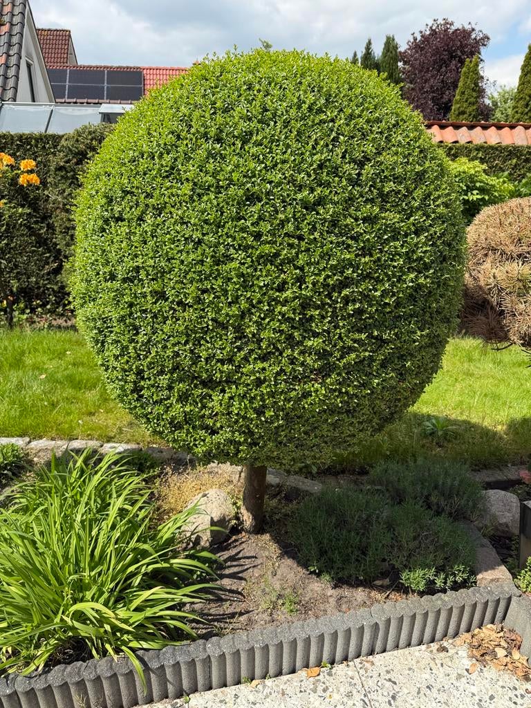 Buxus bol op stam - perfect gesnoeid, Tuin en Terras, Ophalen, Buxus, 100 tot 250 cm