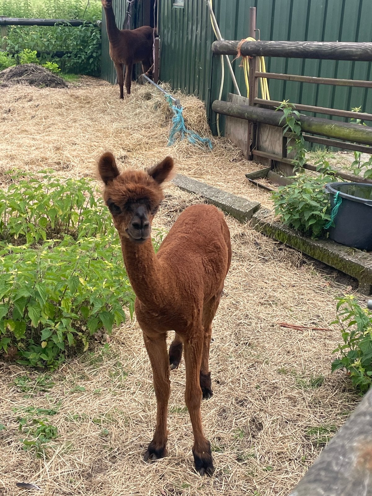 2 lieve merries (4 en 5 jr) met jong hengstje (9mnd), Dieren en Toebehoren, Overige Dieren, Oktober, Vrouwelijk