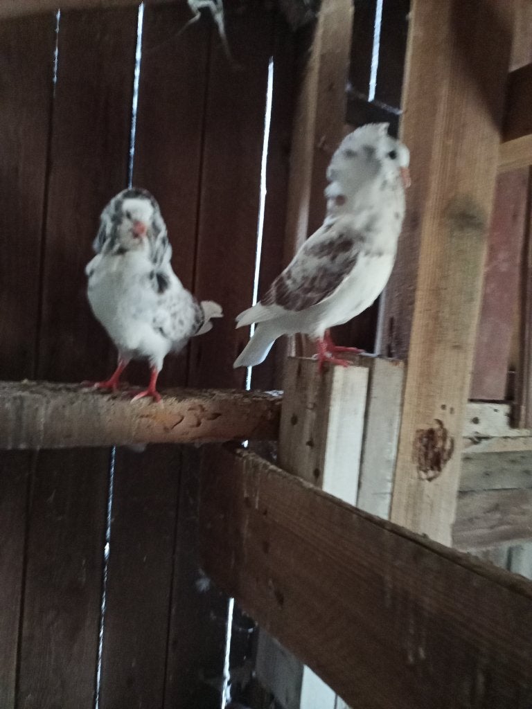 2 mooie rood bonte oud Hollandse kapucijnen sierduiven, Dieren en Toebehoren, Vogels | Duiven, Meerdere dieren, Overige soorten