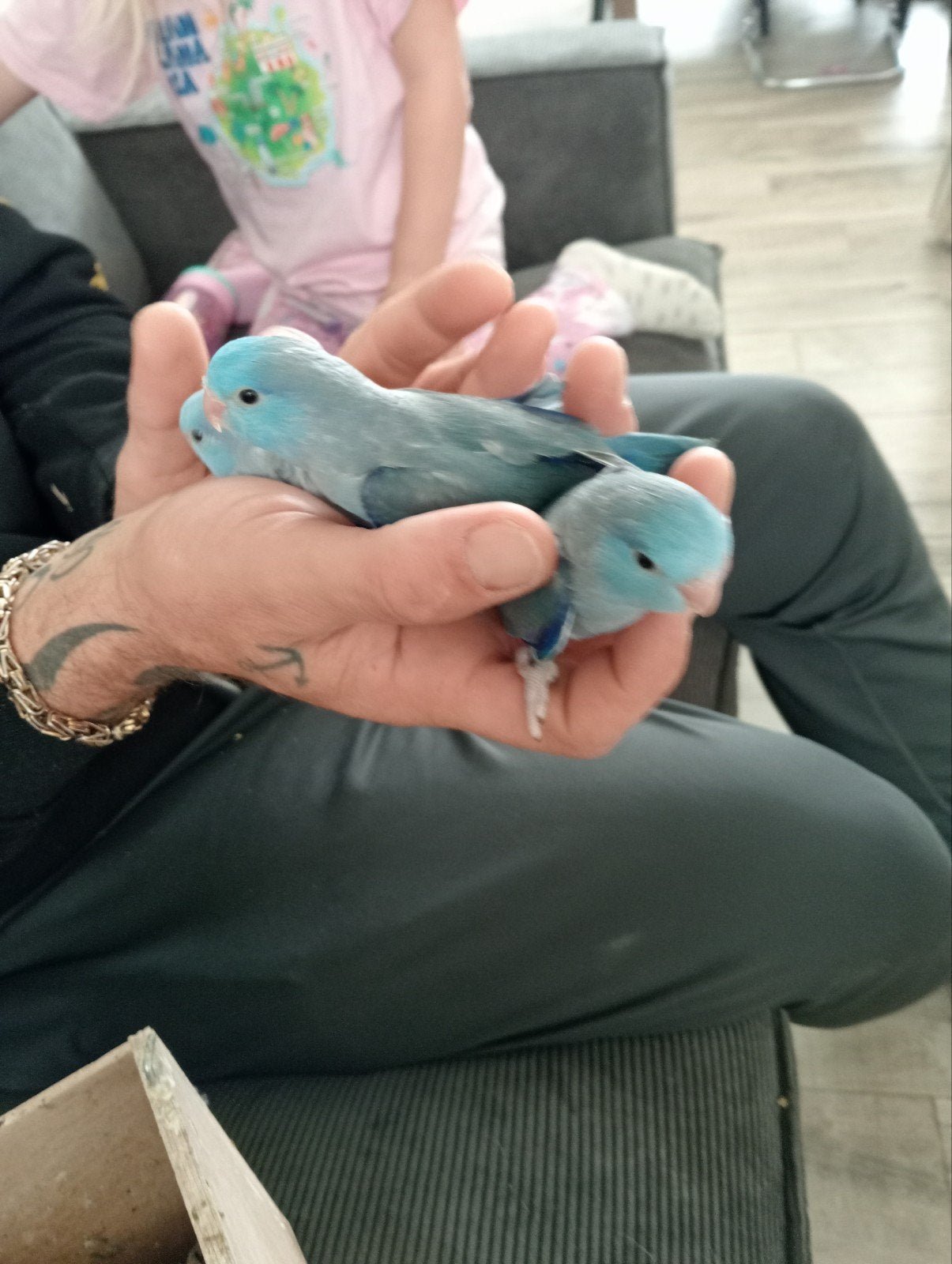 baby forpussen, Dieren en Toebehoren, Meerdere dieren, Parkiet, Tam