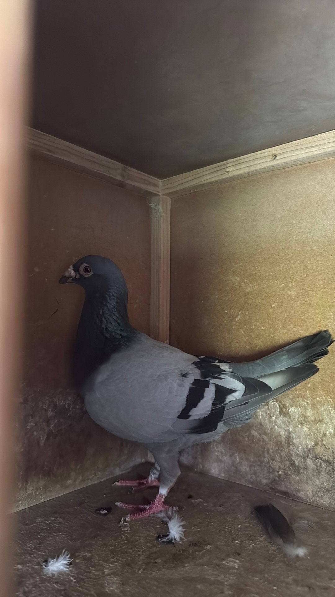 Doffer 800, Dieren en Toebehoren, Mannelijk, Postduif