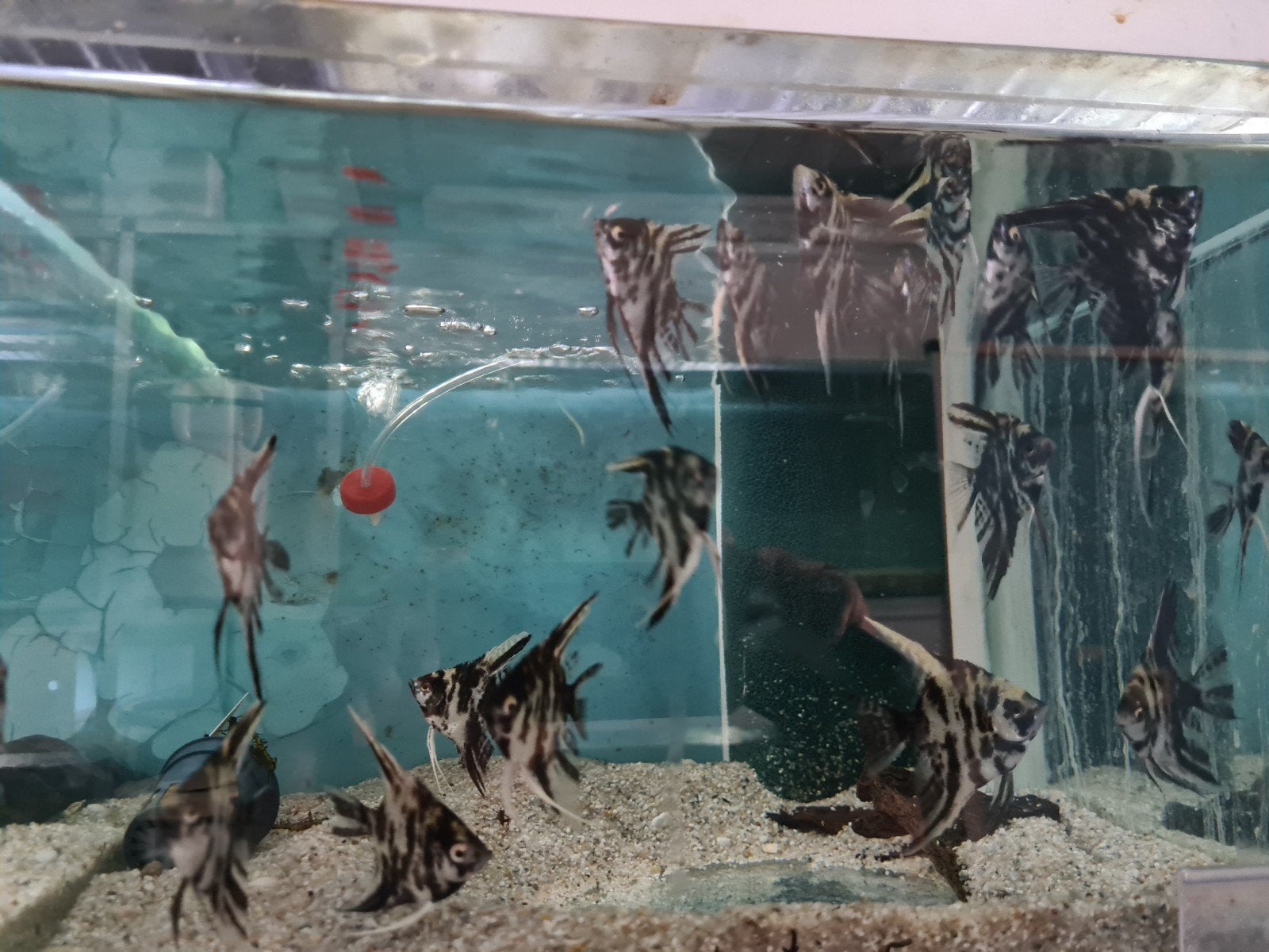 Dalmatier maanvissen, Pterophyllum Scalare Dalmatin, Vis, Zoetwatervis