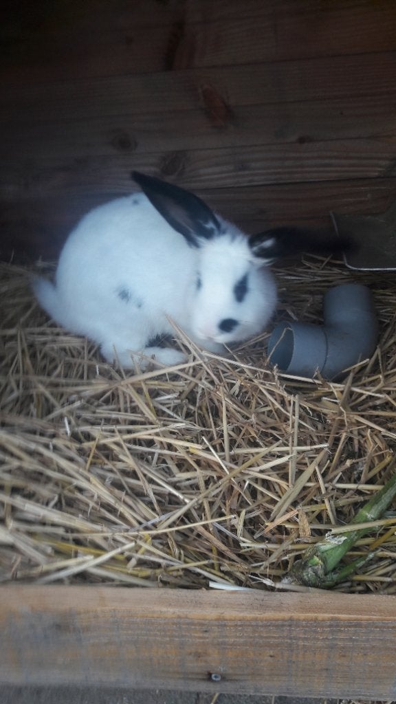 Lotharinger konijn (groot), Dieren en Toebehoren, Konijnen, Mannelijk, Groot, 0 tot 2 jaar