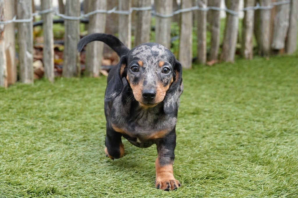 Kortharige dwergteckel pups (bleu merle en black&tan), België, CDV (hondenziekte), 8 tot 15 weken, Korthaar