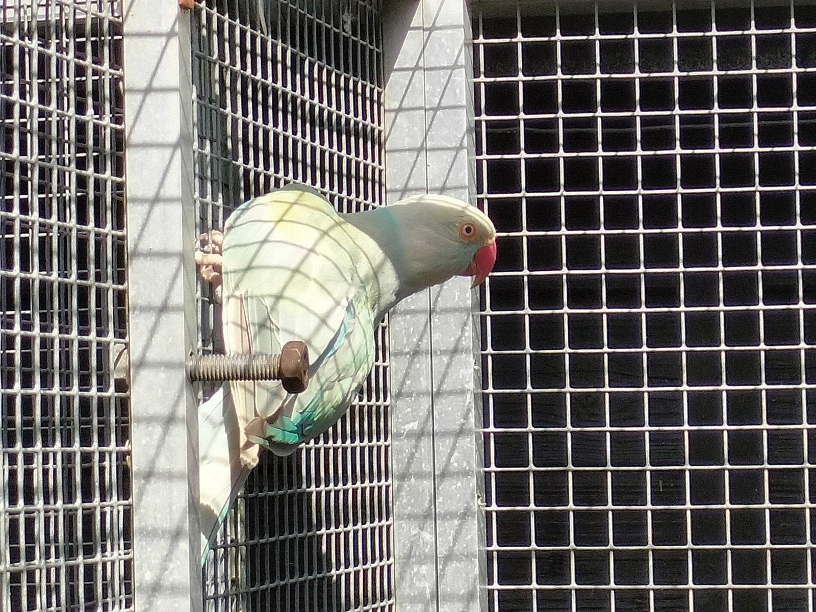 2 halsbandparkiet poppen te koop, Dieren en Toebehoren, Vogels | Parkieten en Papegaaien, Vrouwelijk, Parkiet, Geringd