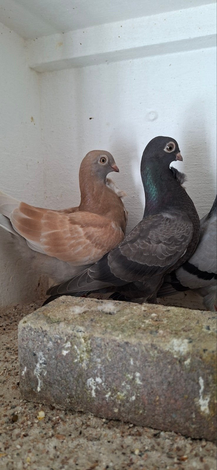 te koop sierduiven figuritas meeuwen  lokduifjes, Dieren en Toebehoren, Meerdere dieren, Overige soorten