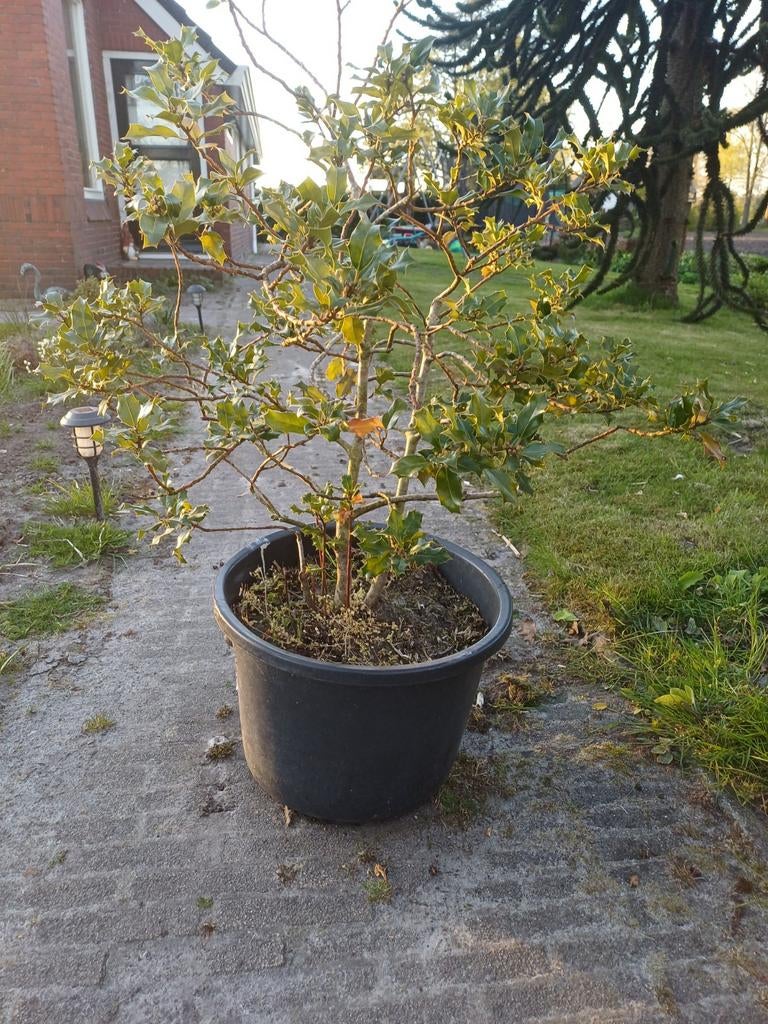 Hulst plant, Ophalen, Halfschaduw, Overige soorten, Minder dan 100 cm