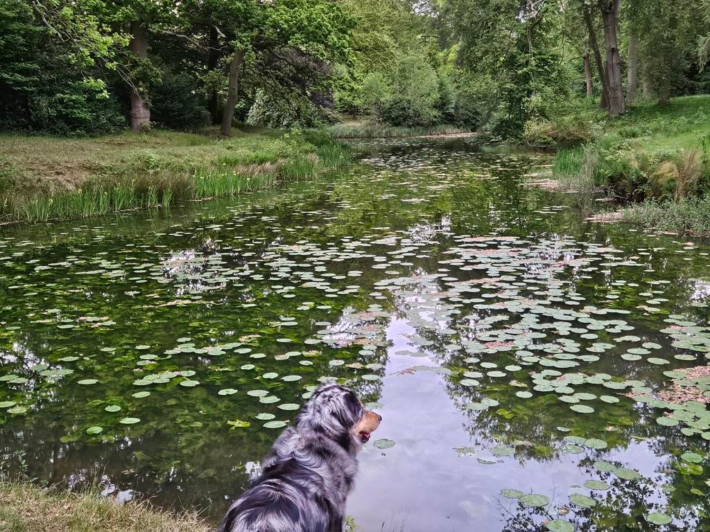“Gezocht: Koi en grote karpers voor natuurvijver”, Karper of Koi