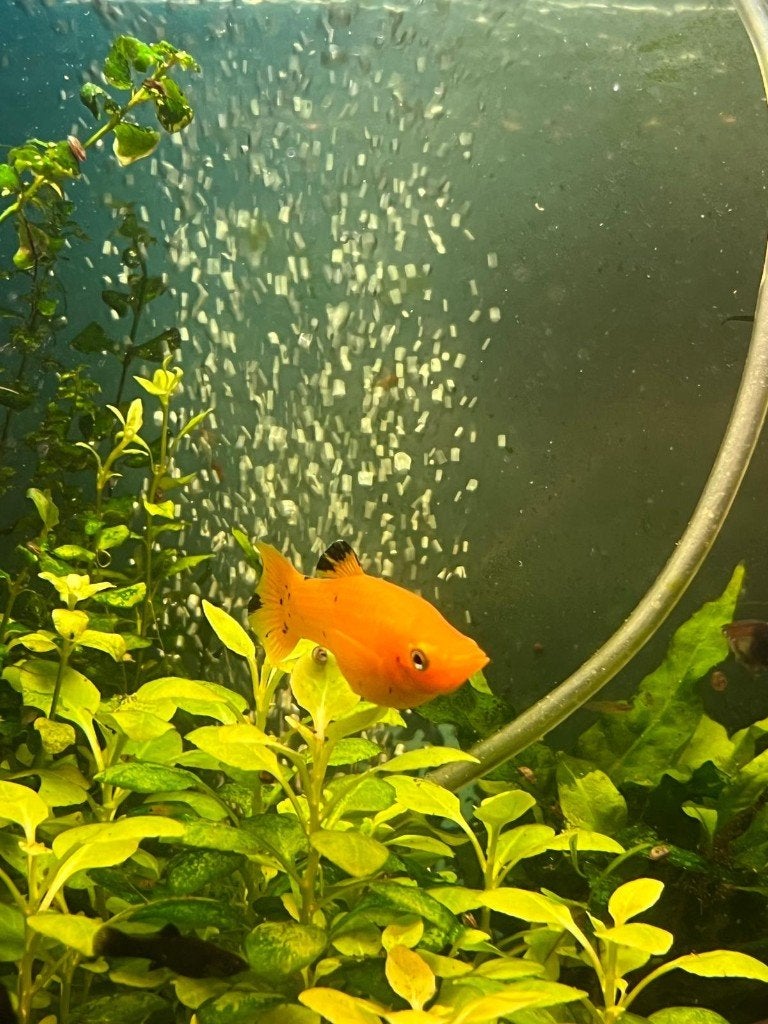 Xiphophorus maculatus (oranje/sunset-platy), Vis, Zoetwatervis