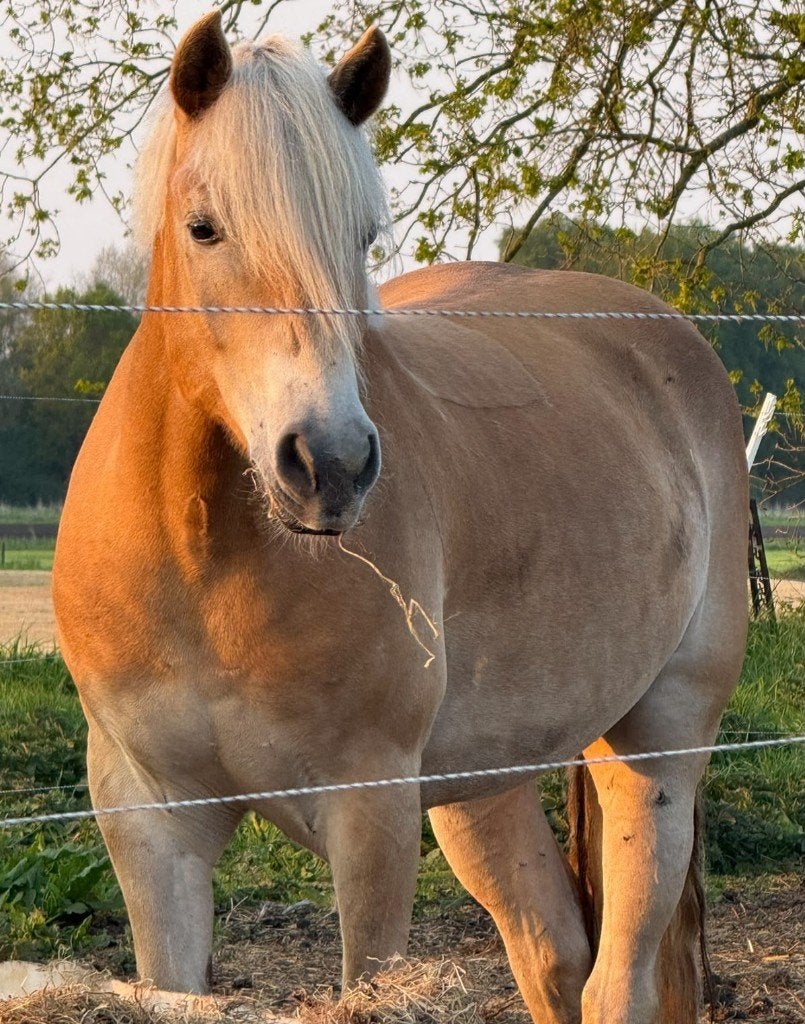 Te koop 3 fijne Paarden., Dieren en Toebehoren, Met stamboom, Dressuurpaard, L, 160 tot 165 cm