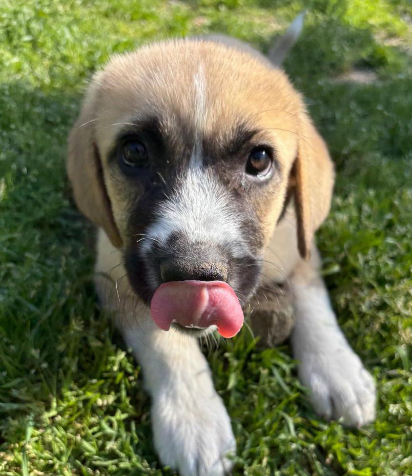 Lieve, sociale Josi op zoek naar gouden mandje…. ️, Dieren en Toebehoren, Particulier, 8 tot 15 weken, Buitenland, Teef