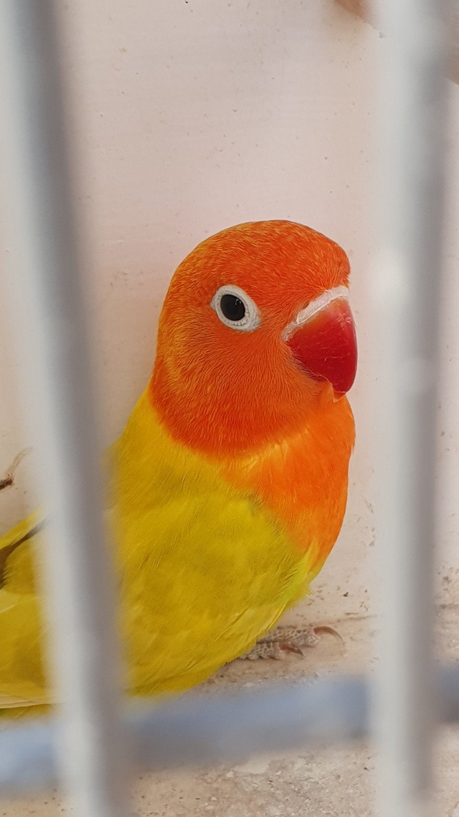 Agapornis Fischeri (split lutino) en Personatus, Dieren en Toebehoren, Vogels | Parkieten en Papegaaien, Meerdere dieren, Dwergpapegaai of Agapornis