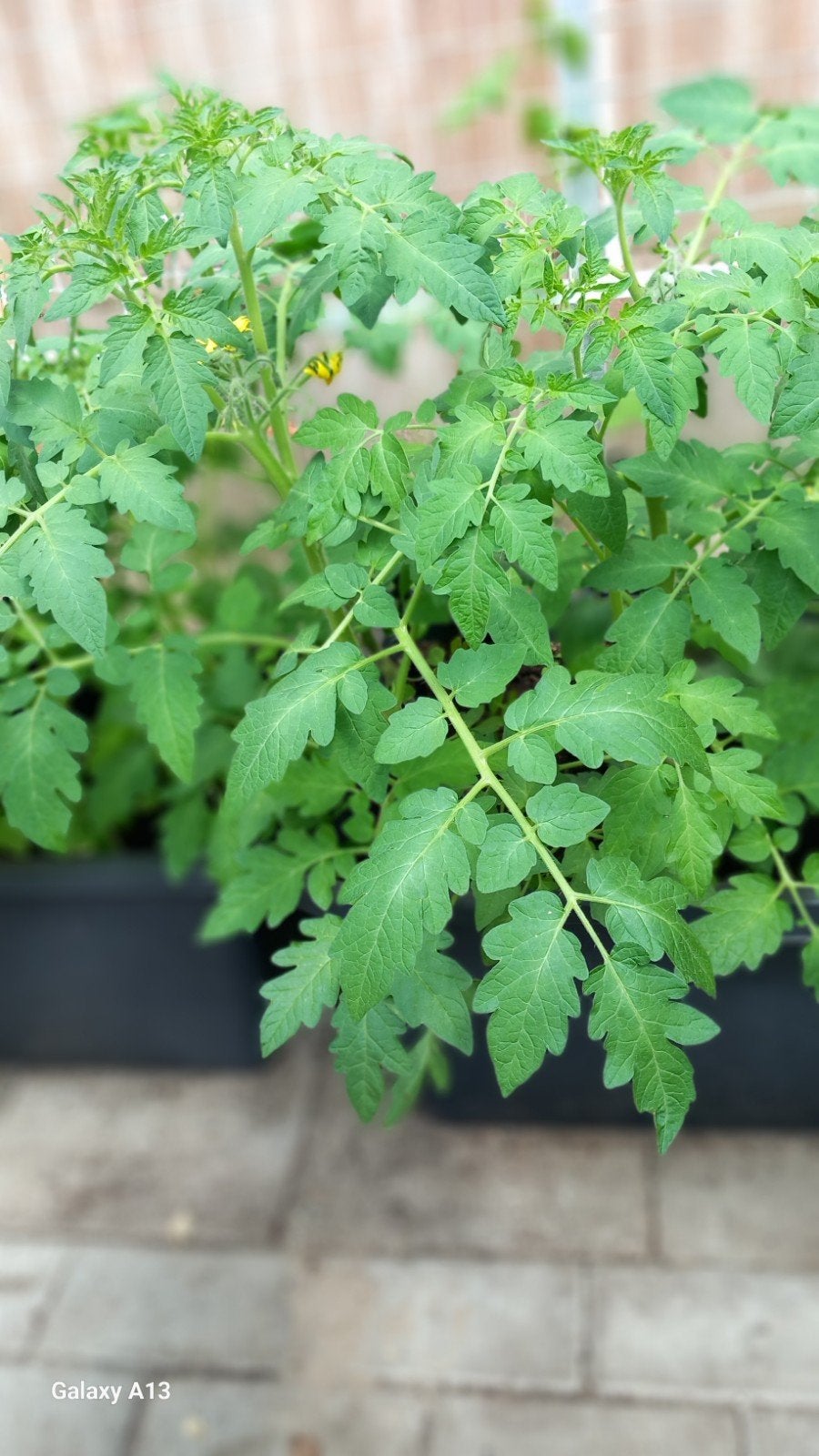 Grote Biologische Tomatenplanten -, Volle zon, Groenteplanten, Eenjarig, Ophalen of Verzenden