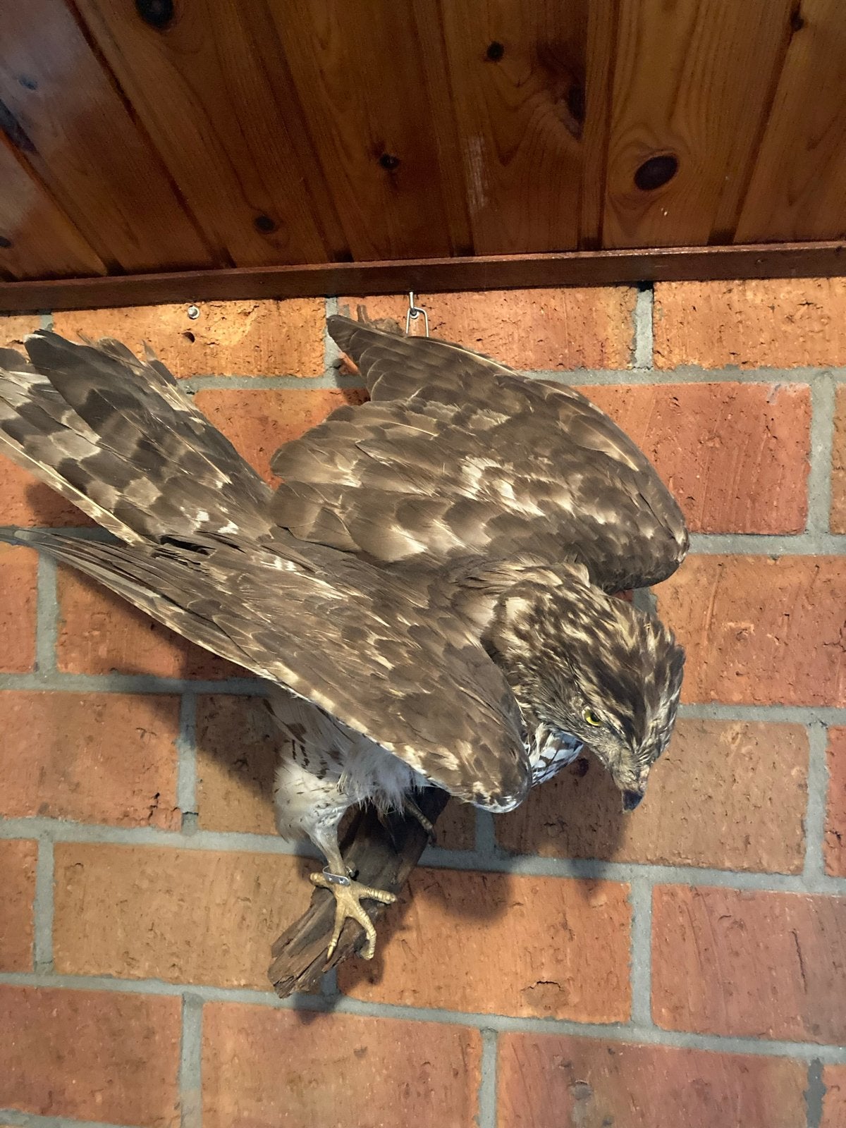 Te koop: Opgezette roofvogel, Verzamelen, Ophalen of Verzenden, Gebruikt, Vogel, Opgezet dier