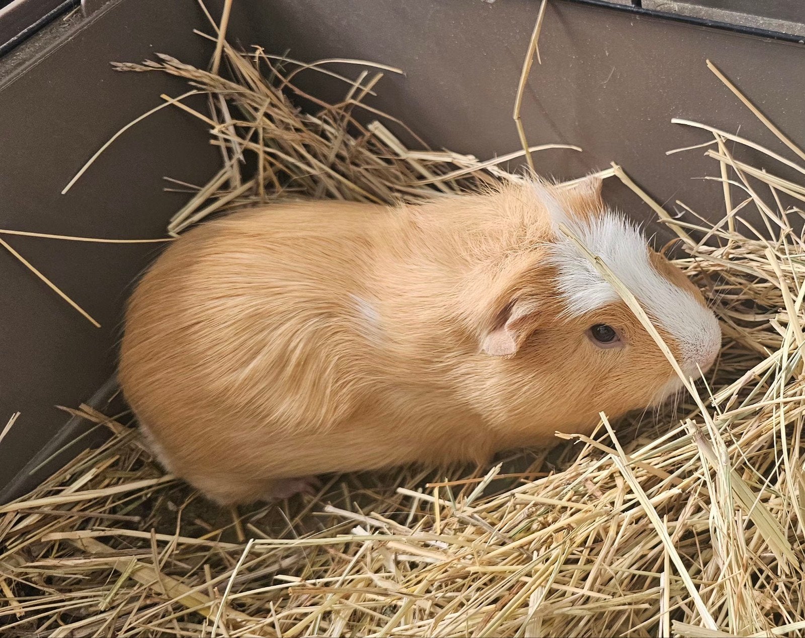 2 mannetjes cavia's gratis niet gecastreerd, Dieren en Toebehoren, Knaagdieren, Januari, Mannelijk, Cavia