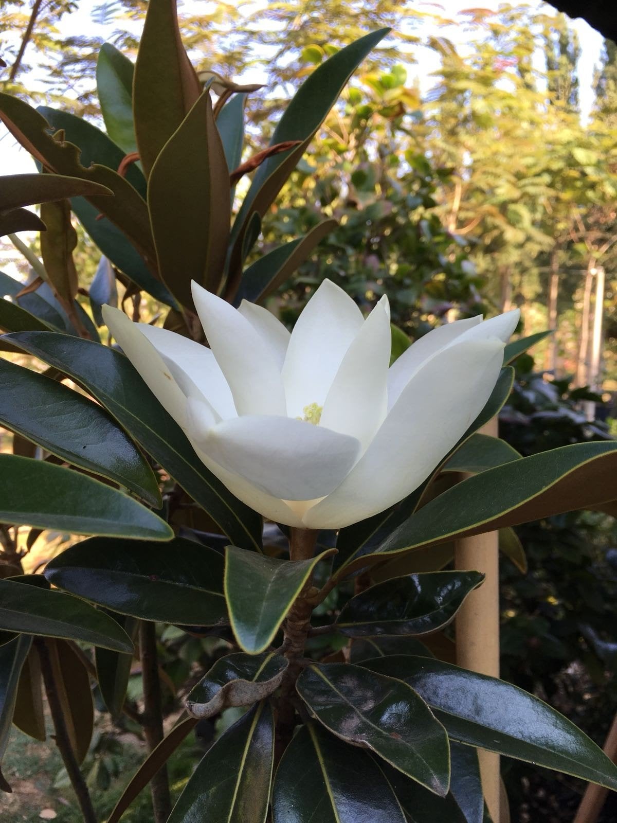 magnolia grandiflora Alta (TMGH) pbr / wintergroene Magnolia, Zomer, 400 cm of meer, Ophalen, Volle zon