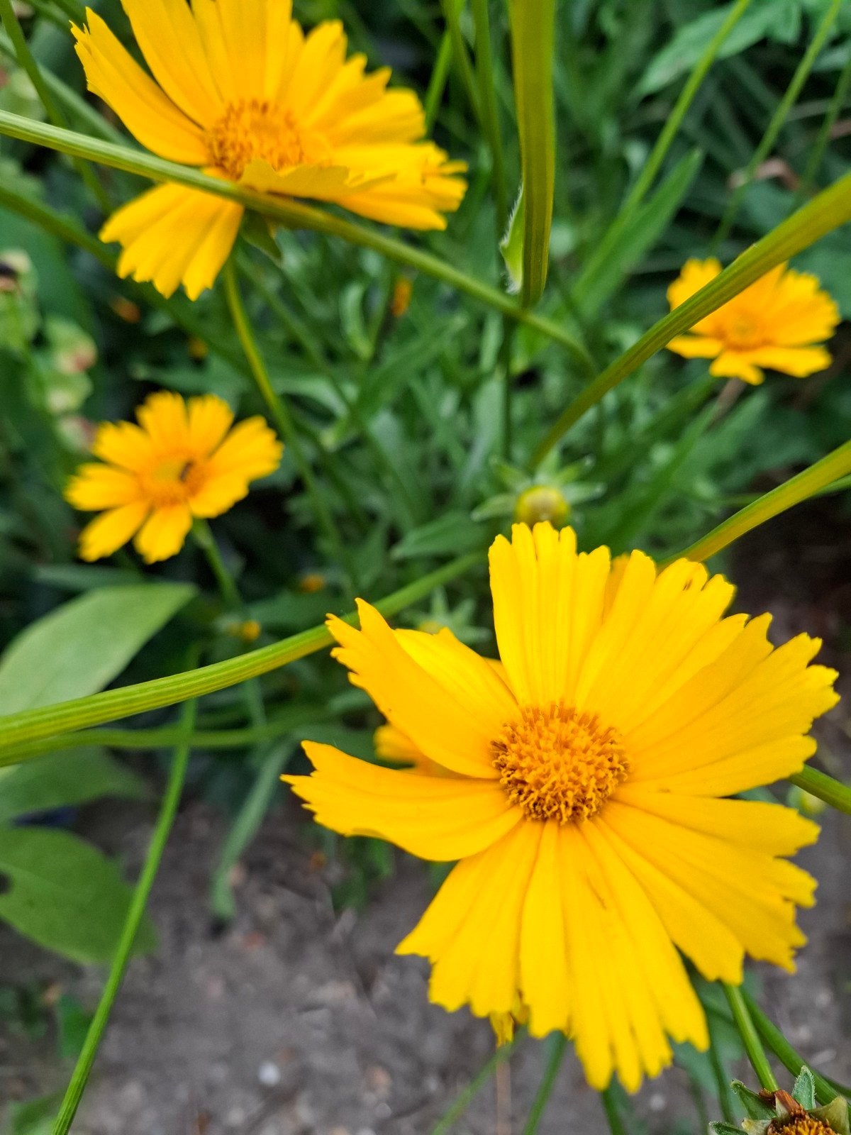 Vaste planten: Gele Coreopsis, Tuin en Terras, Planten | Tuinplanten, Volle zon, Vaste plant, Zomer, Ophalen