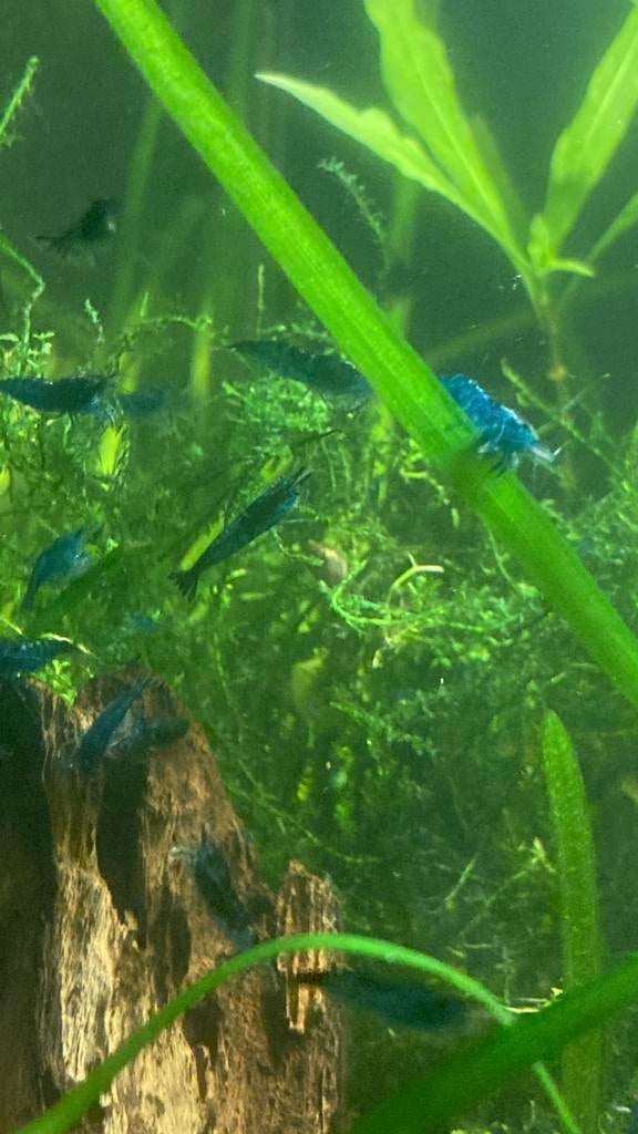 Blauwe neocaridina garnalen, Dieren en Toebehoren, Kreeft, Krab of Garnaal