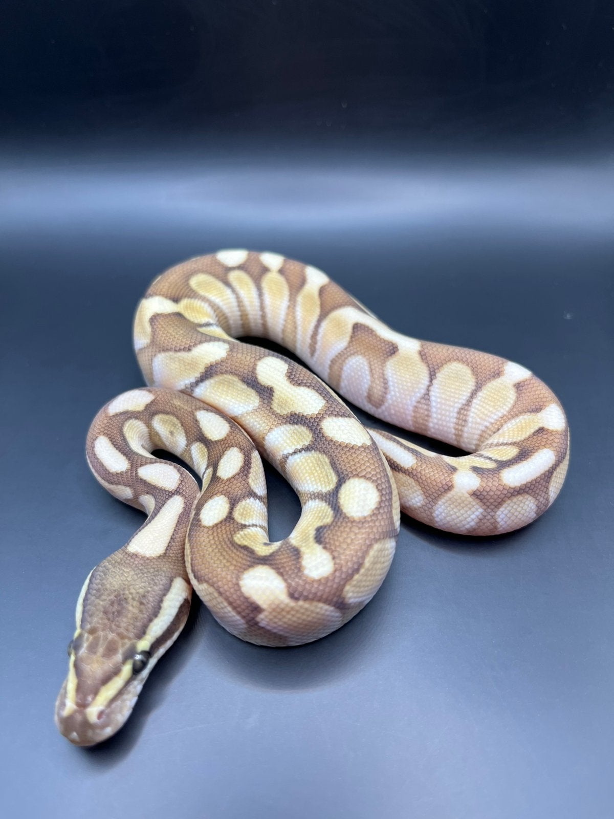 Div. Koningspythons,Ball Python, Python  Regius, Dieren en Toebehoren, Slang, 0 tot 2 jaar