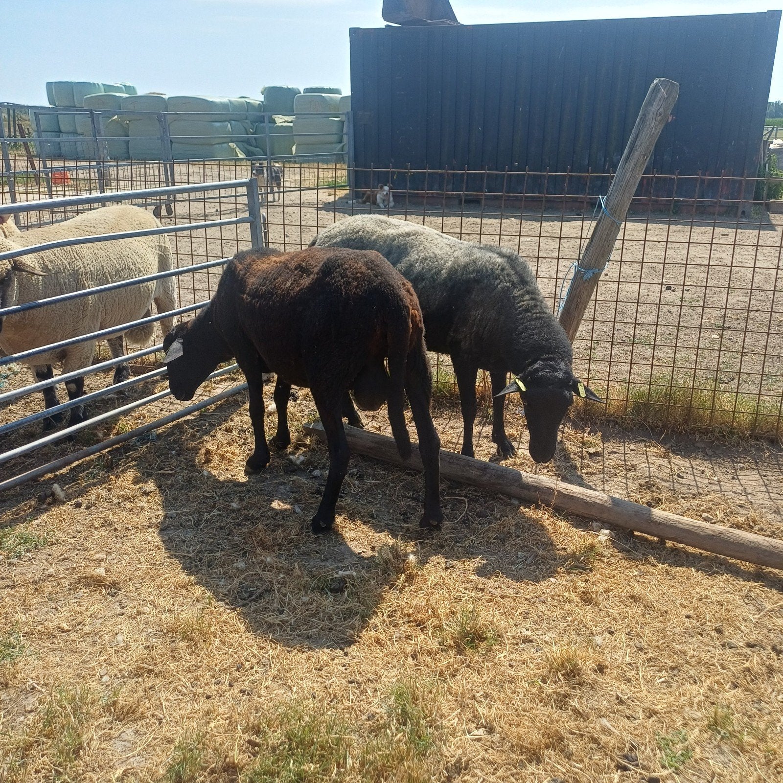 2 overjarige zwarte en blauwe kempische heide rammen, Mannelijk, Schaap, 0 tot 2 jaar