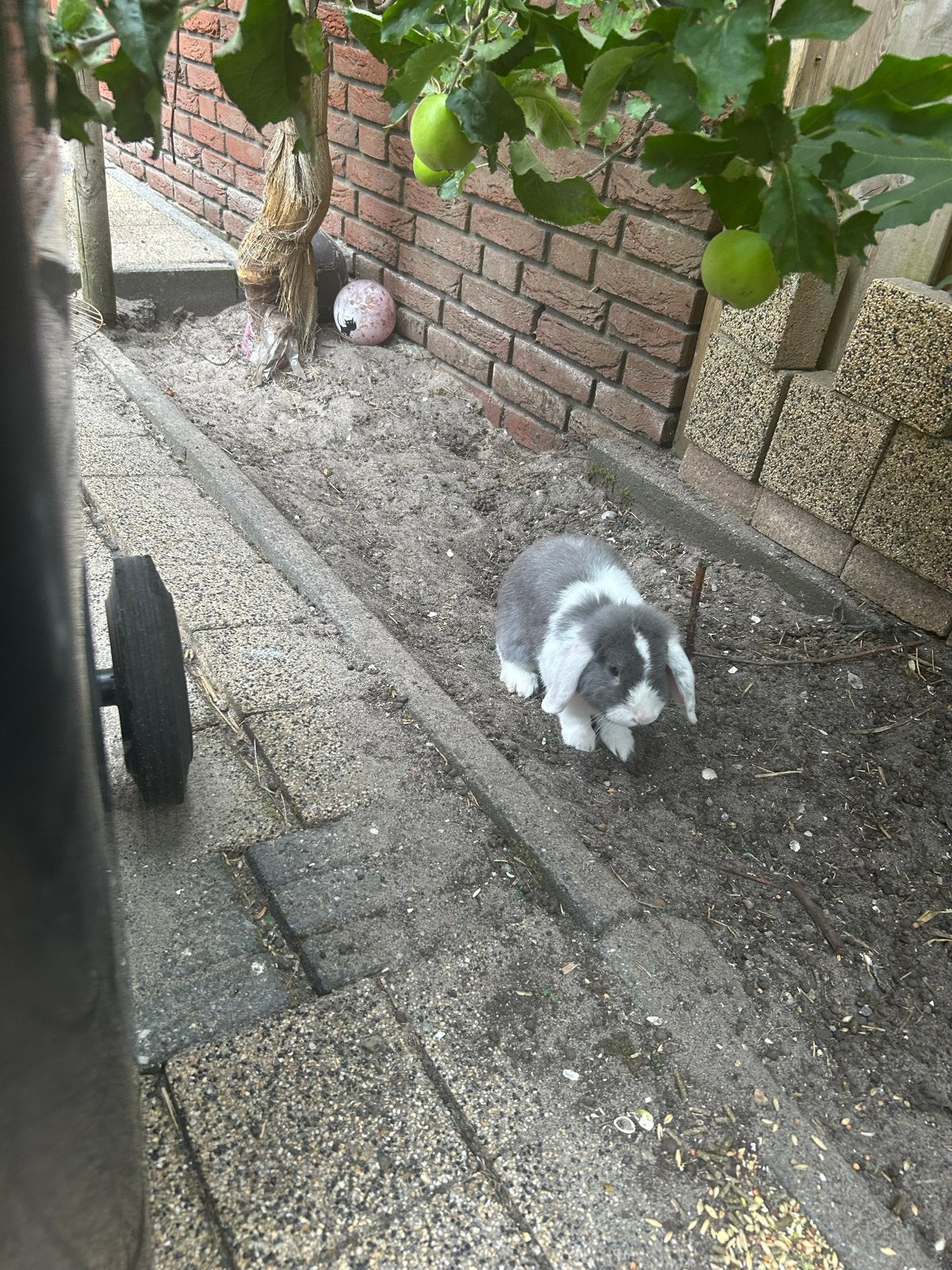 Te koop: 2 lieve konijntjes inclusief hok, Ophalen of Verzenden, 110 cm of meer, Hok, 90 cm of meer