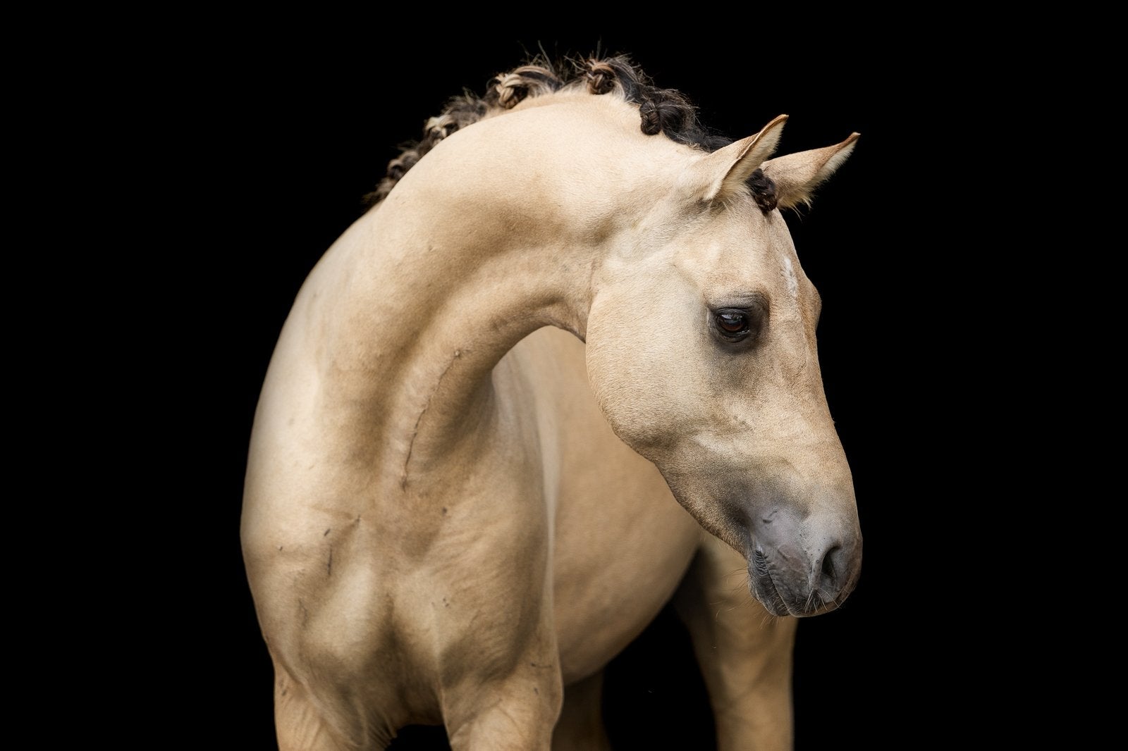 2,5 jarige hengst V. Gold Garant, Dieren en Toebehoren, Pony's, Dressuurpony, 0 tot 2 jaar, Hengst, Onbeleerd