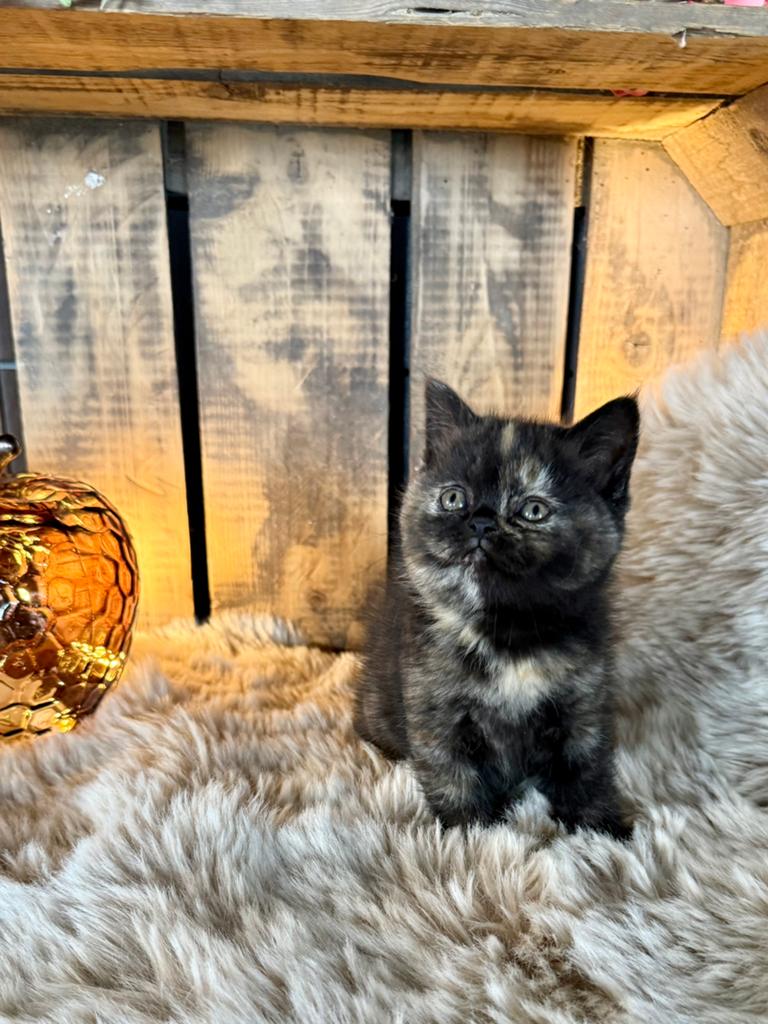 💕brits(e) korthaar kittens 💕cinnemon  choco rood, Meerdere dieren, Gechipt, 0 tot 2 jaar