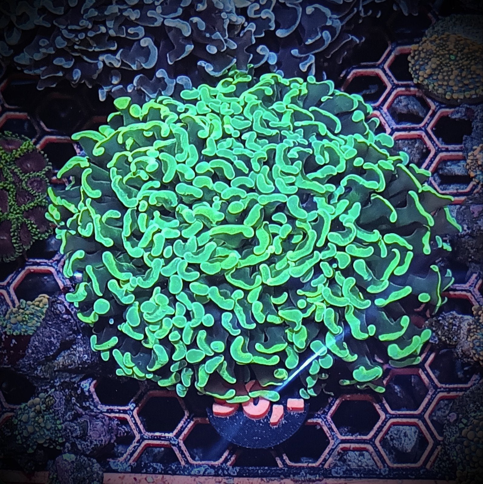 2 Wall hamers (euphyllia ancora), Dieren en Toebehoren, Vissen | Aquariumvissen, Overige typen, Zoutwatervis
