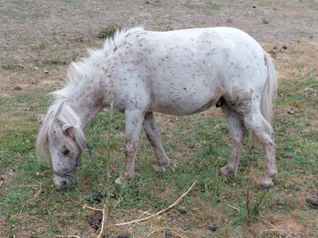 Diverse appaloosa mini hengstjes en palomino merries., A pony (tot 1.17m), 3 tot 6 jaar, Gechipt, Onbeleerd