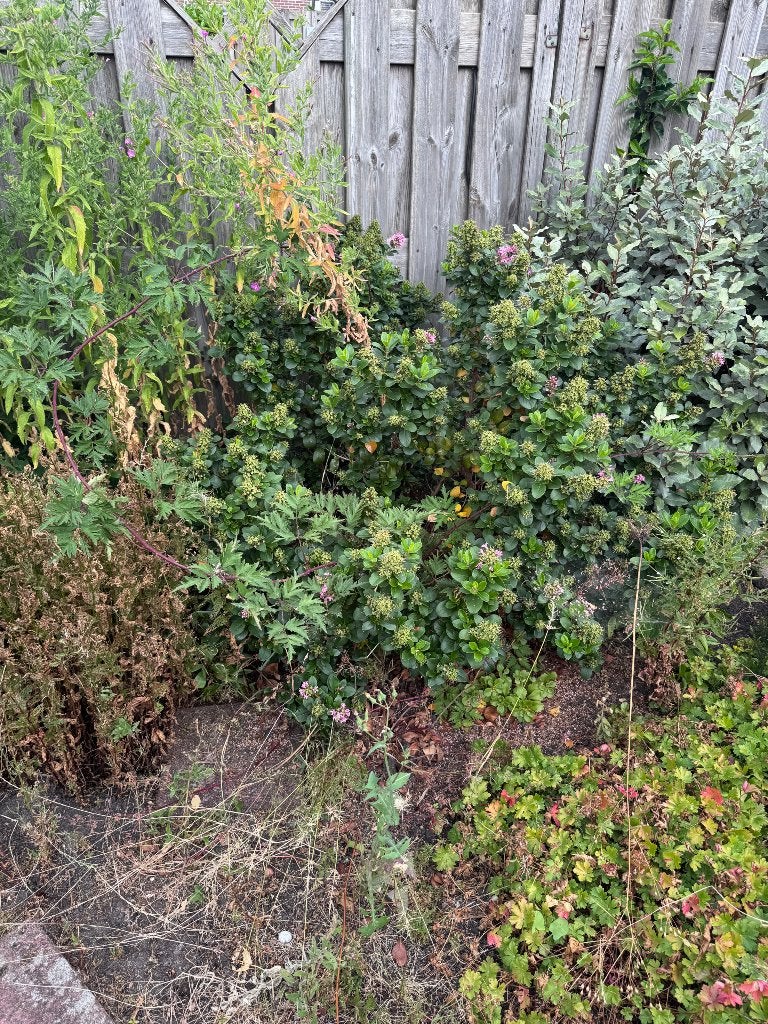 Tuinplanten, Ophalen, Vaste plant, Overige soorten, Volle zon