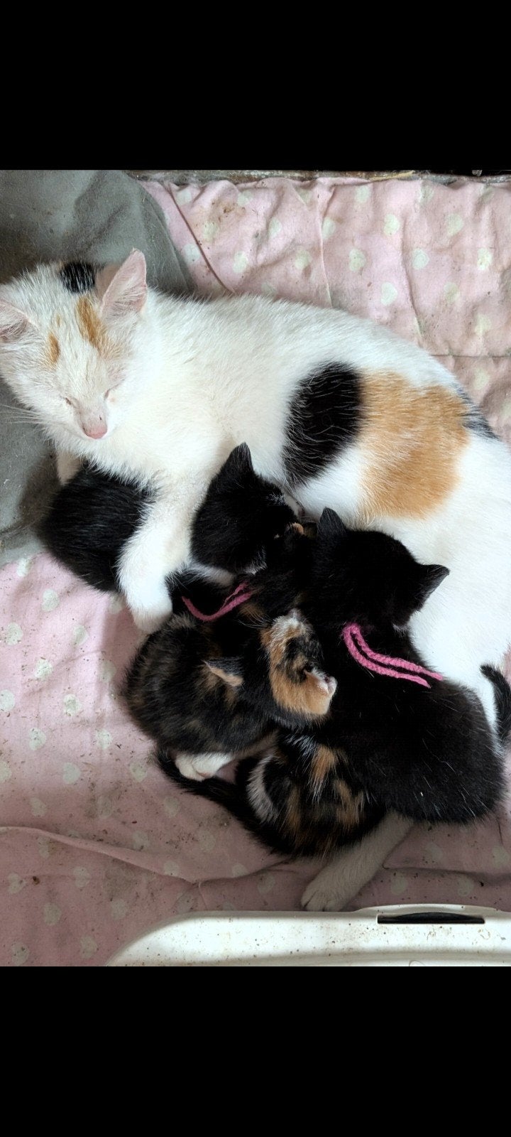 Te koop lieve kittens, Dieren en Toebehoren, Katten en Kittens | Raskatten | Langhaar, Meerdere dieren, Ontwormd, 0 tot 2 jaar