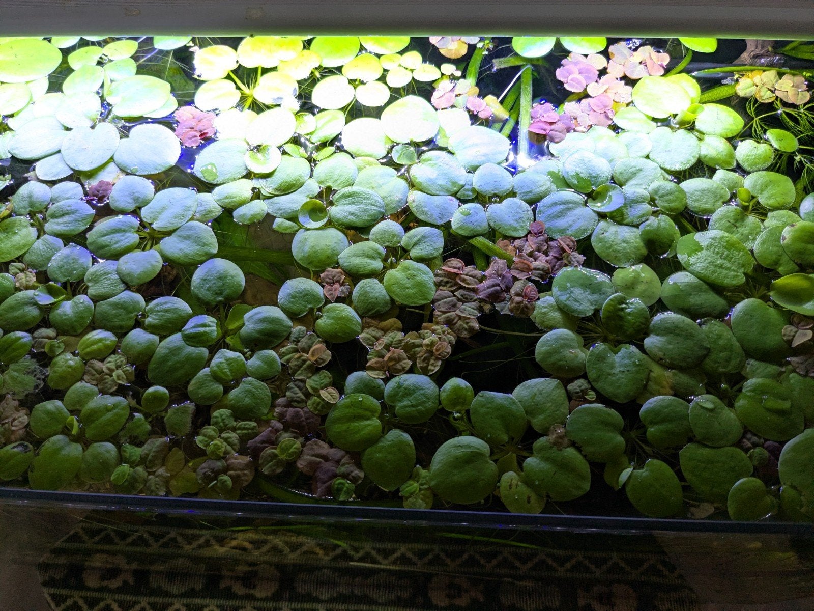 Drijfplanten aquarium, Ophalen, Nieuw
